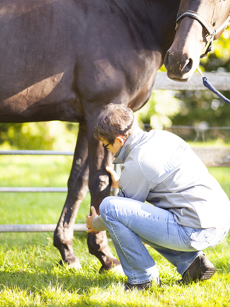 Tierarzt prüft Gelenke eines Pferdes